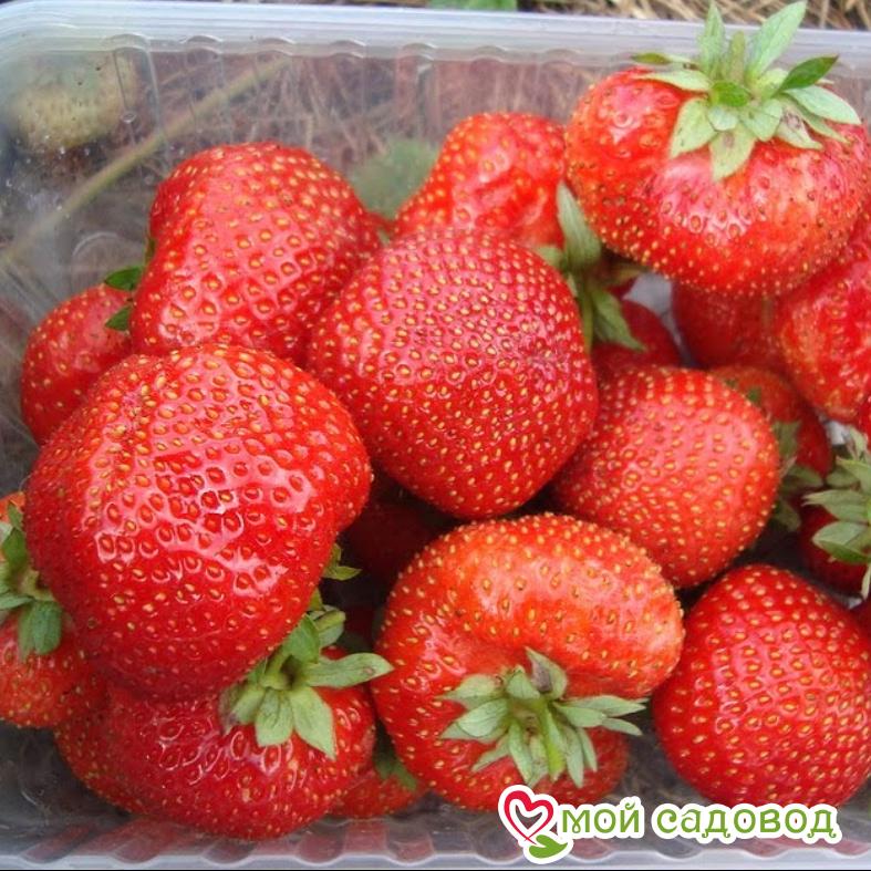 Клубника Сенсация