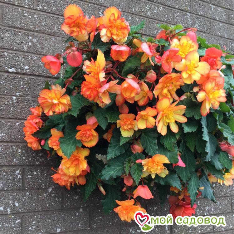 БЕГОНИЯ ПИКОТИ КАСКАД САНРЕЙ