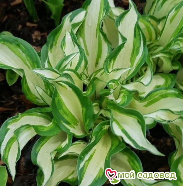 Хоста Киви Сперминт